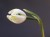 Galanthus nivalis 'Woozle'