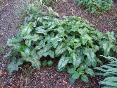 Arum - monksilvernursery.co.uk