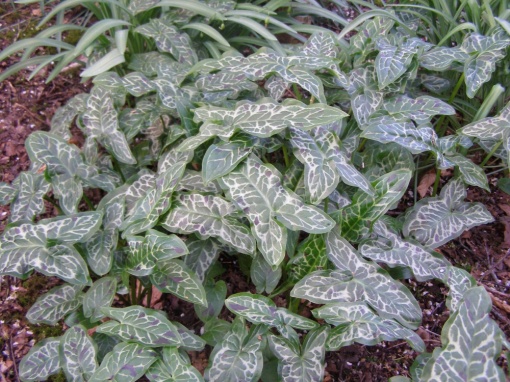 Arum - monksilvernursery.co.uk