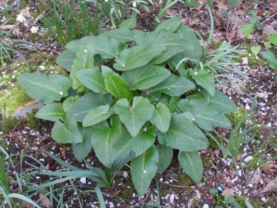 Arum - monksilvernursery.co.uk