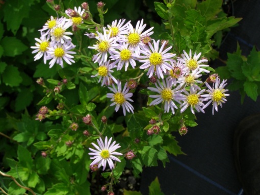Asteraceae - monksilvernursery.co.uk
