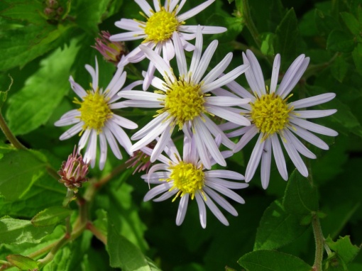 Asteraceae - monksilvernursery.co.uk