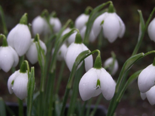 Galanthus - monksilvernursery.co.uk