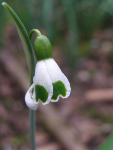 Galanthus - monksilvernursery.co.uk