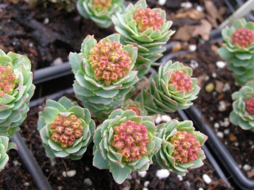 Rhodiola - monksilvernursery.co.uk
