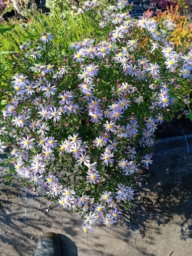 Aster radula - monksilvernursery.co.uk