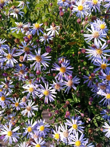 Aster radula - monksilvernursery.co.uk