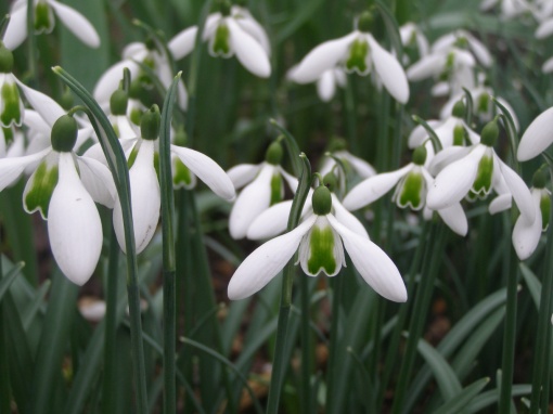 Galanthus 'Alison Hilary' - monksilvernursery.co.uk
