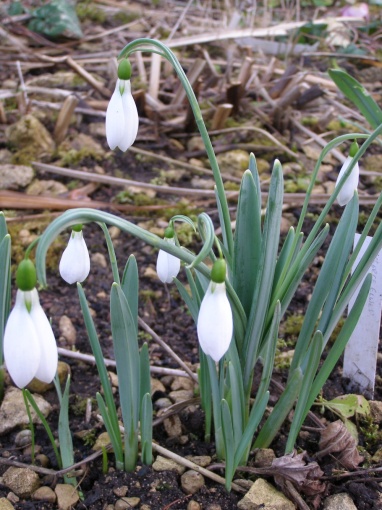 Galanthus 'George Elwes' - monksilvernursery.co.uk