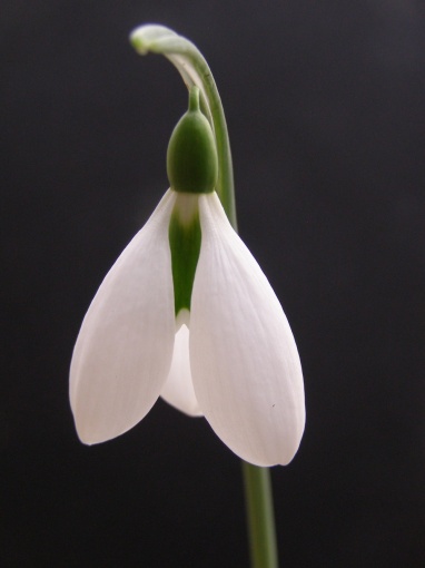 Galanthus 'George Elwes' - monksilvernursery.co.uk