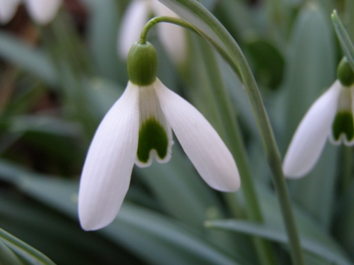 Galanthus 'Longstowe' - monksilvernursery.co.uk