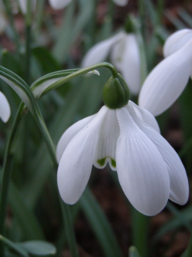 Galanthus Mrs Thompson' - monksilvernursery.co.uk