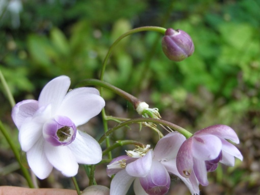 Anemonopsis macrophylla - monksilvernursery.co.uk