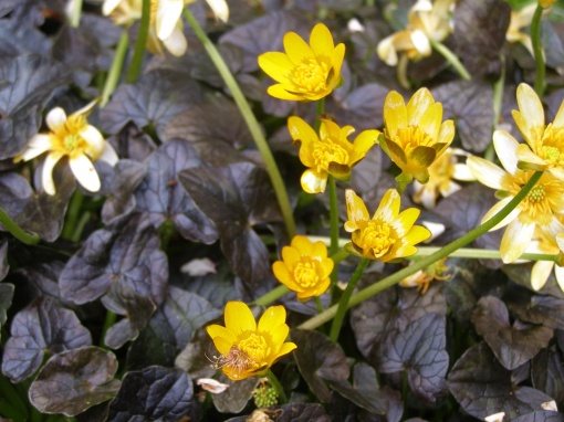 Ranunculus ficaria 'Coppernob' - monksilvernursery.co.uk
