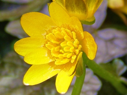 Ranunculus ficaria 'Coppernob' - monksilvernursery.co.uk