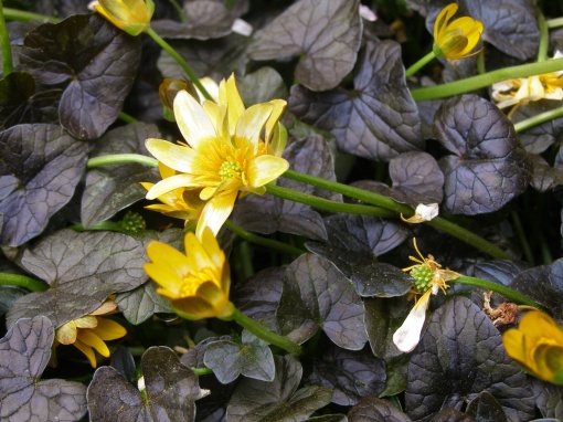 Ranunculus ficaria 'Coppernob' - monksilvernursery.co.uk