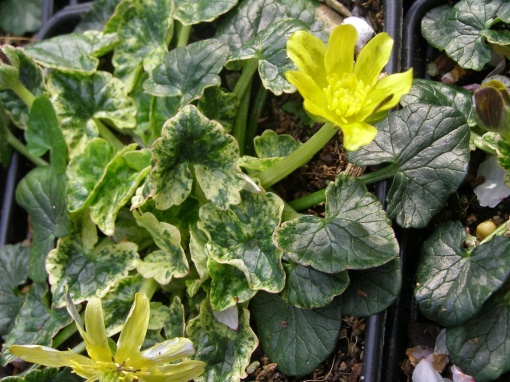 Ranunculus ficaria 'Lambrook Variegated' - monksilvernursery.co.uk