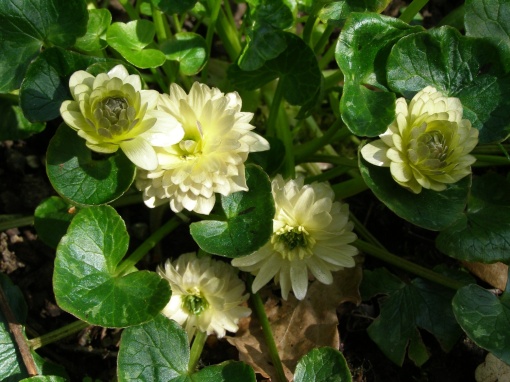 Ranunculus ficaria 'Ken Aslet' - monksilvernursery.co.uk