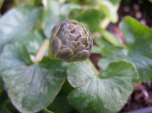 Ranunculus ficaria 'Ken Aslet' - monksilvernursery.co.uk