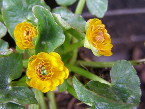 Ranunculus ficaria 'Nathalie' - monksilvernursery.co.uk