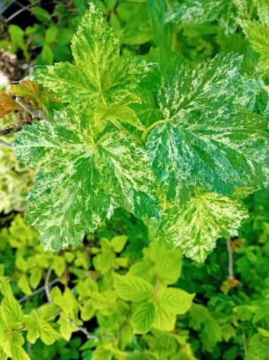 Ribes americanum 'Variegatum' - monksilvernursery.co.uk