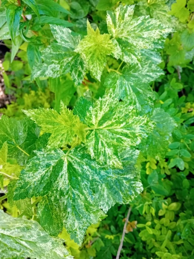 Ribes americanum 'Variegatum' - monksilvernursery.co.uk