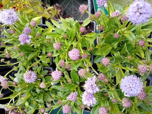 Succisa pratensis 'Nana' - monksilvernursery.co.uk