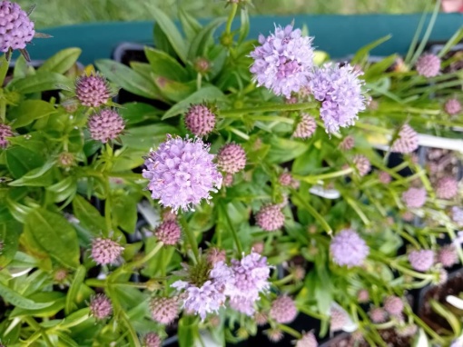 Succisa pratensis 'Nana' - monksilvernursery.co.uk